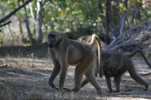 Grayfoot Chacma Baboon