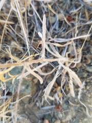 Lessingia micradenia micradenia