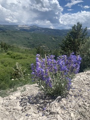 Penstemon scariosus