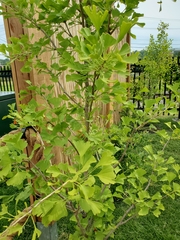 Ginkgo biloba