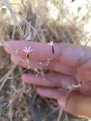 Lessingia micradenia micradenia