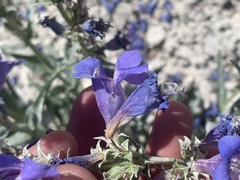 Penstemon scariosus