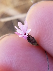 Lessingia micradenia micradenia