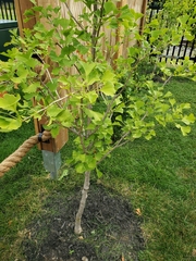 Ginkgo biloba