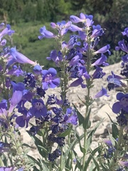 Penstemon scariosus