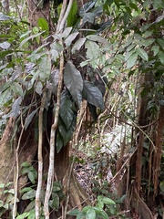 Pterocarpus officinalis