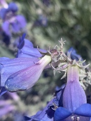 Penstemon scariosus