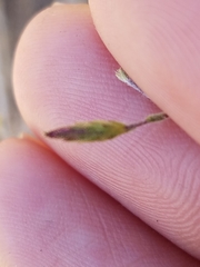 Lessingia micradenia micradenia