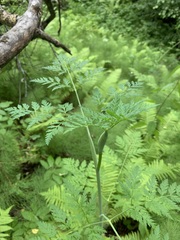 Conioselinum tataricum