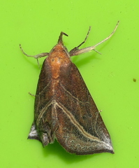 Phyprosopus callitrichoides