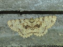 Ophthalmitis basiscripta
