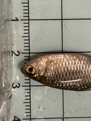 Paratanakia himantegus