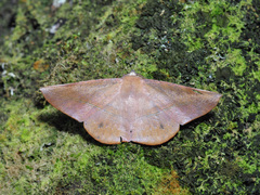 Sarcinodes malakarius