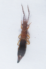 Forficula senegalensis