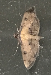 Nacoleia charesalis