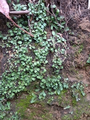 Plagiochasma rupestre