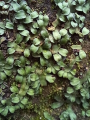 Plagiochasma rupestre