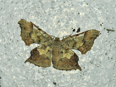 Krananda semihyalina