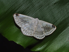 Lomographa sectinota
