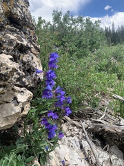 Penstemon subglaber