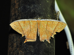 Thinopteryx crocoptera