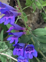 Penstemon subglaber