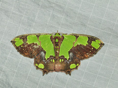 Agathia arcuata
