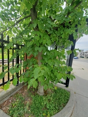 Tilia americana