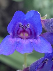 Penstemon subglaber