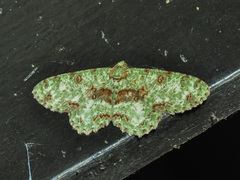 Ophthalmitis rufilauta