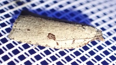 Meritastis polygraphana