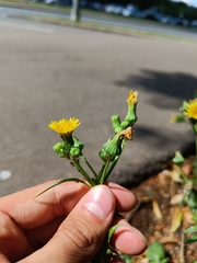 Sonchus oleraceus
