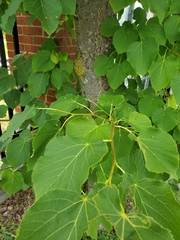 Tilia americana
