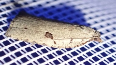 Meritastis polygraphana