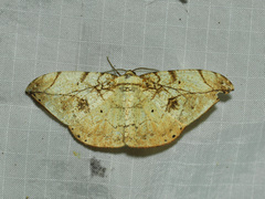 Dalima delineata