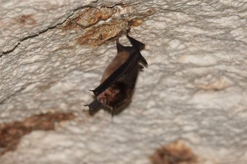 Aselliscus tricuspidatus