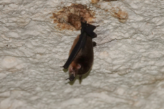 Aselliscus tricuspidatus
