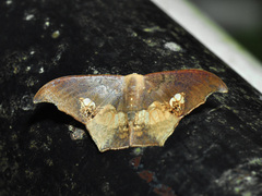 Timandromorpha energes