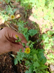 Sonchus oleraceus