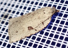 Meritastis polygraphana