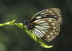 Charaxes crossleyi