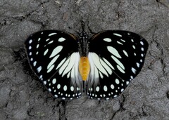 Charaxes crossleyi