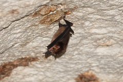 Aselliscus tricuspidatus