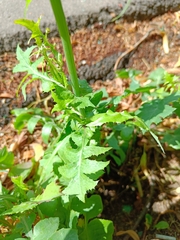 Sonchus oleraceus