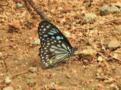 Tirumala septentrionis