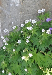 Geranium rivulare