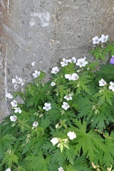 Geranium rivulare