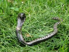 Hemachatus haemachatus