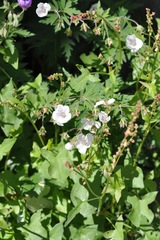 Geranium rivulare