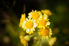 Tephroseris palustris